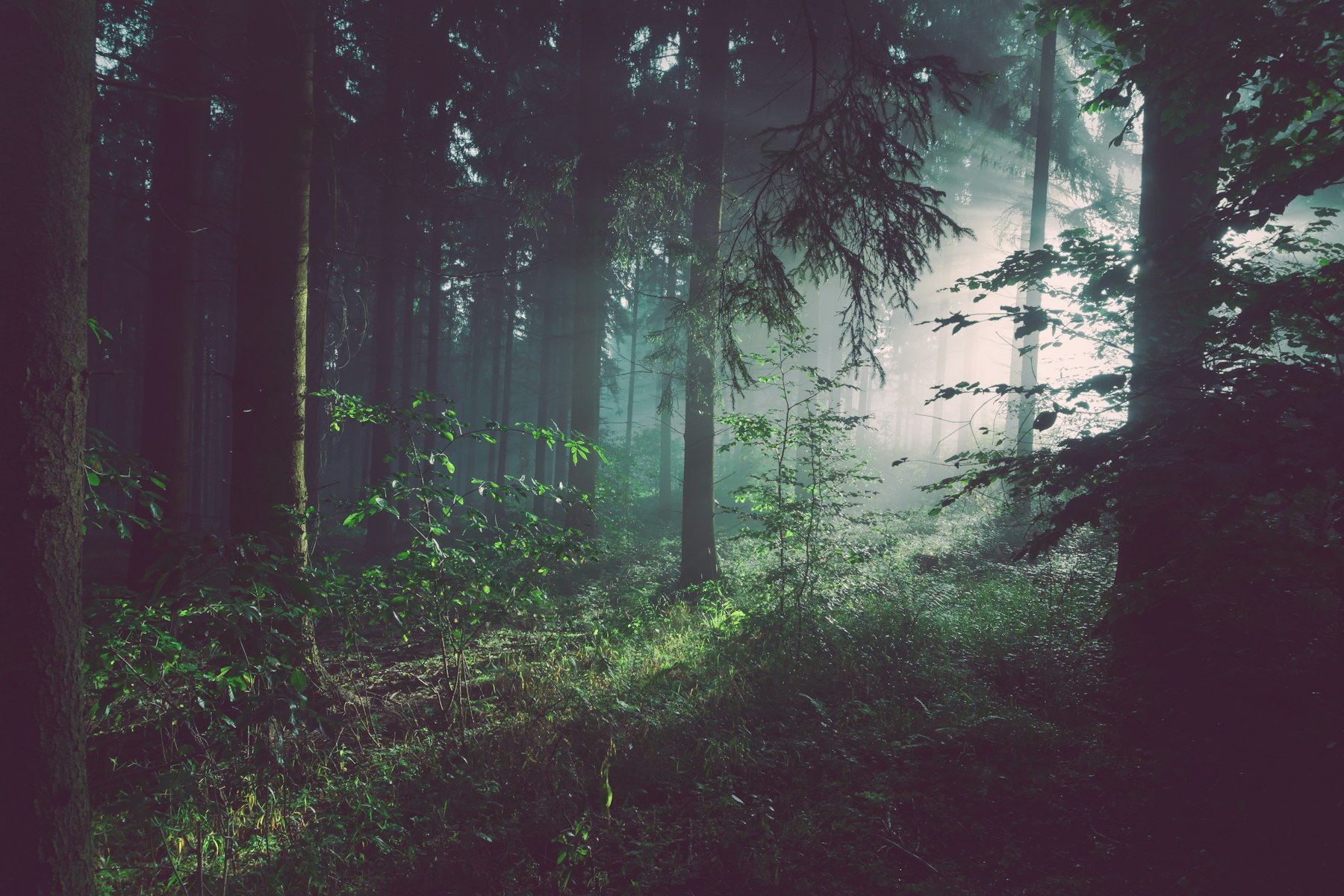 Forest trail ready for care